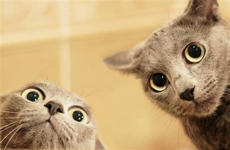 Our vision is a world where. Not an animal lover? How to date someone with pets ...