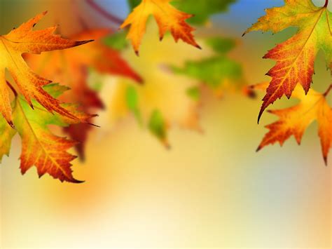 Wallpaper Autumn Maple Leaves Blurry Background 3840x2160 Uhd 4k
