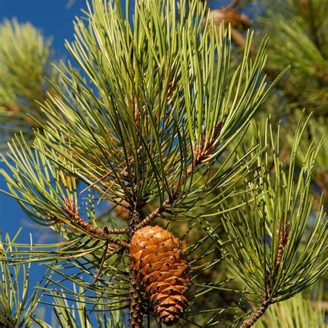 Buy Seeds Pinus Pinaster Maritime Pine Conifers