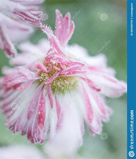 Frost stock image. Image of field, weather, floral, seaosn ...