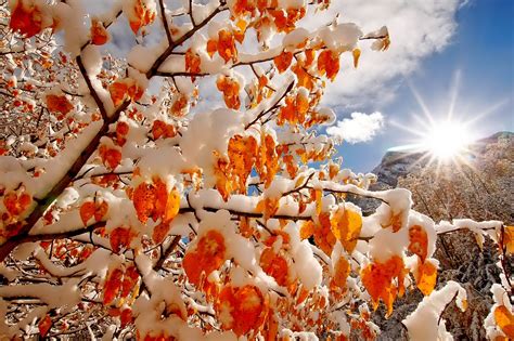 Snow Covered Autumn Tree