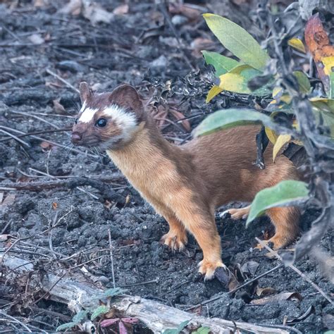 The Long Tailed Weasels Of Half Moon Bay Bay Nature
