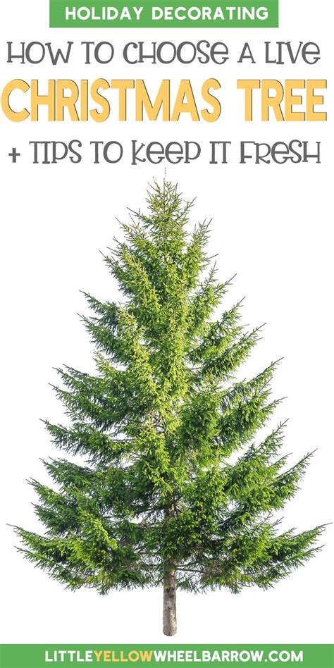 Real Christmas Tree Care 101 How To Care For Live Christmas Trees