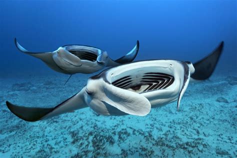 Manta Rays Are Homebodies