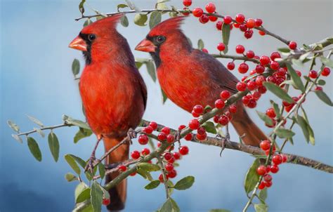 Wallpaper Birds Branches Berries A Couple The Cardinals Red