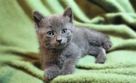 Gray Baby Kittens