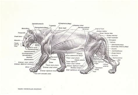 Tiger Muscle Anatomy Cat Anatomy Animal Study Lion Anatomy