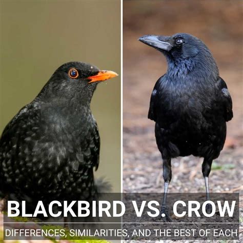 Blackbird Vs Crow Differences Similarities And Best Of Each