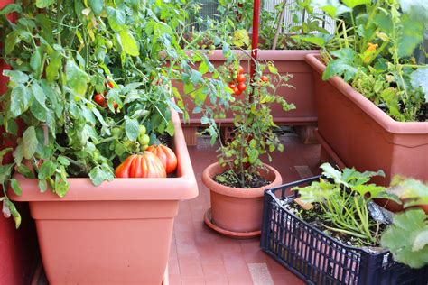 How To Grow Food In Containers And Small Spaces In 2021 Organic