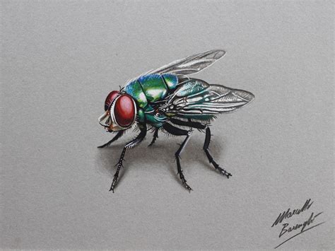 Fly Drawing Pencil Sketch Colorful Realistic Art Images Drawing Skill