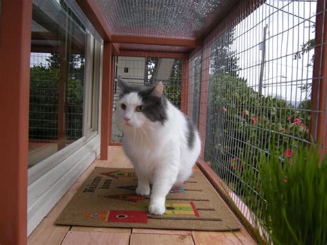Trust me, your cat will love it! DIY Catio Plan: The Window Box™ Catio Plans