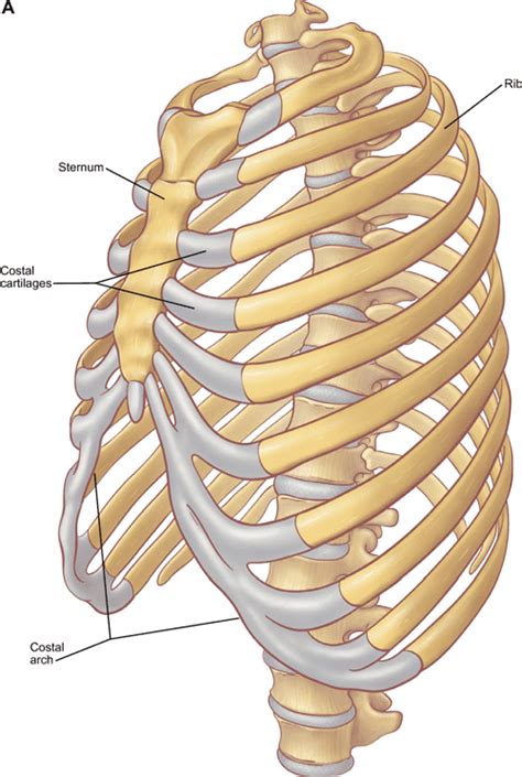 Figure 7 From The Anatomy Of The Ribs And The Sternum And Their