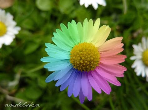 Rainbow Flowers Pack Of Many Rainbows Photo 32177469 Fanpop