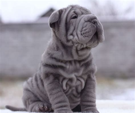 Blue Shar Pei Puppy Named Perry Wrinkle 9 Weeks Old From Russia