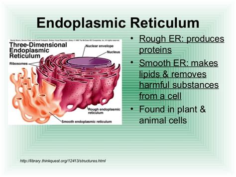 Difference between smooth endoplasmic reticulum and rough endoplasmic reticulum. Cell structure function 2.2(k)