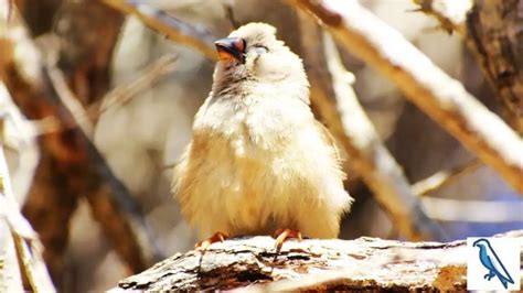 Do Finches Sleep At Night Are They Diurnal Birds Birds News