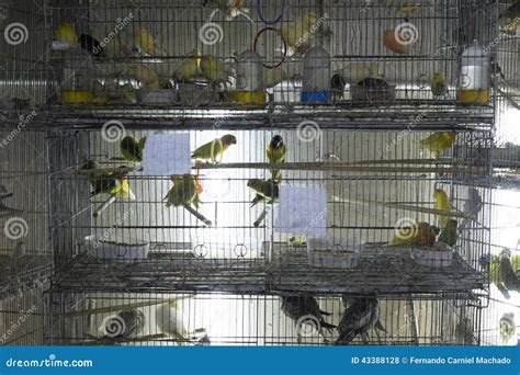 Parakeets In Cages For Sale Editorial Stock Photo Image Of Cages