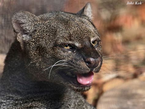 104 Best Jaguarundi Aka Otter Cat Images On Pinterest Big Cats Kitty