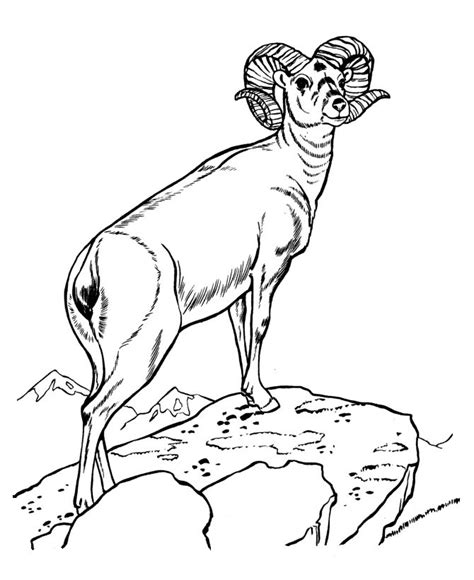 Wild Animal Coloring Pages Best Coloring Pages For Kids Animal