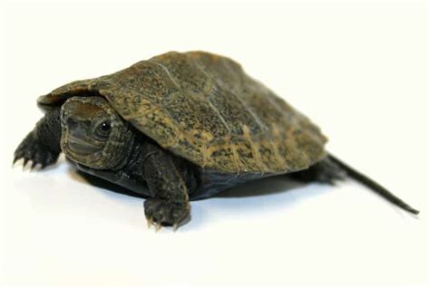 Japanese Pond Turtle For Sale Japanese Pond Turtles For Sale Online