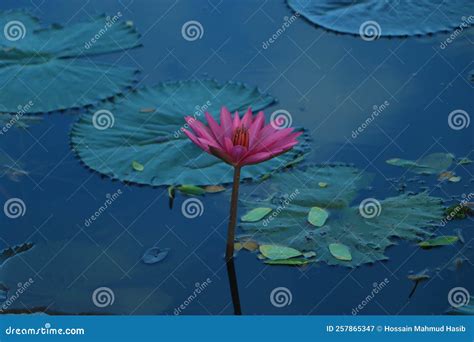 Pink Lotus Flower Or Water Lily Floating On The Water Stock Image