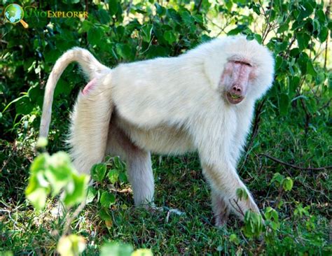 Albino Monkeys Animallord