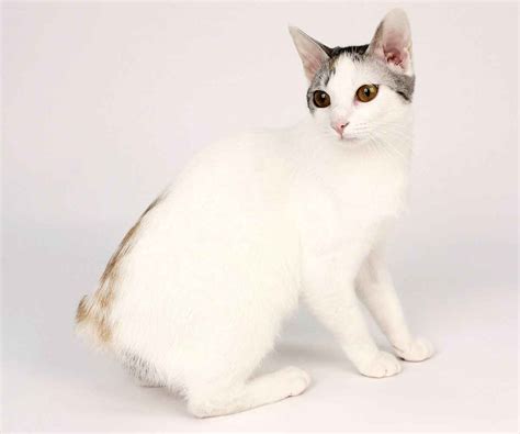 Japanese Bobtail Cat Personality And Behavior Pettime