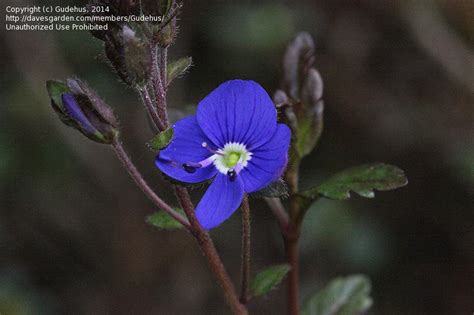 Plant Identification Closed Need Id Of Small Deep Blue Flower With