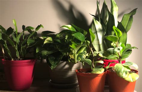 The Best Types Of Indoor Plants During Winter The Griff