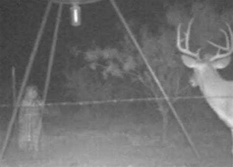 Trail Cams Capture Real Wild Life Photos Science A2z