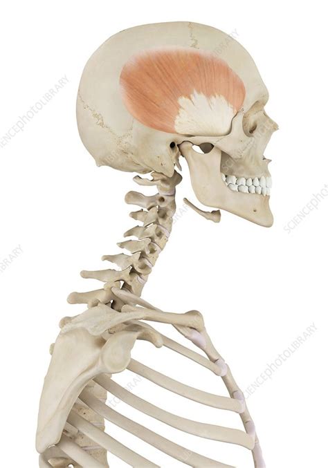 Human Muscles Of Skull Illustration Stock Image F0117064