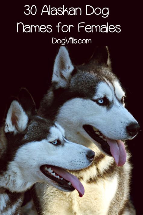 60 Stunning Alaskan Dog Names For Male And Female Pups Dogvills