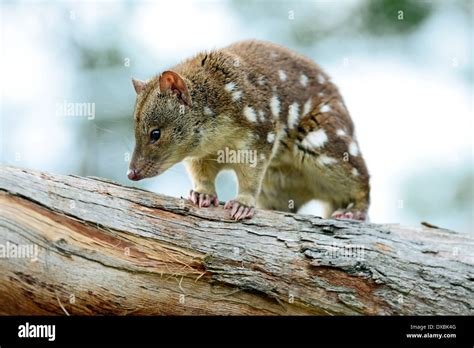 Spot Tailed Quoll Dasyurus Hallucatus The Species Is Also Known As