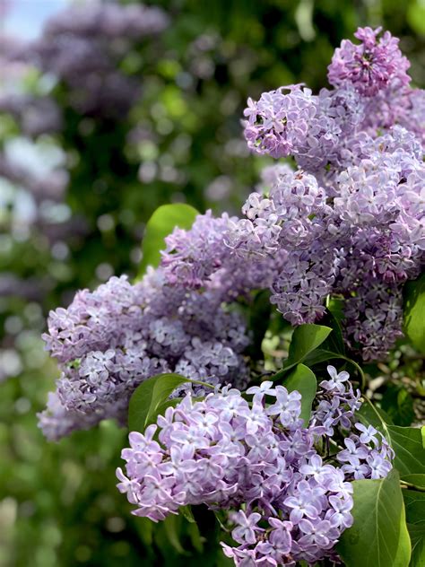 Lilac Flowers Lilac Tree Lilac Bushes Fragrant Garden