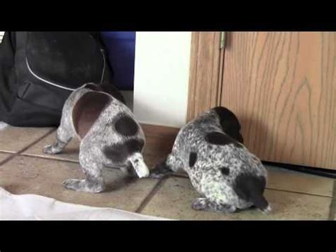 german shorthaired pointer puppy youtube