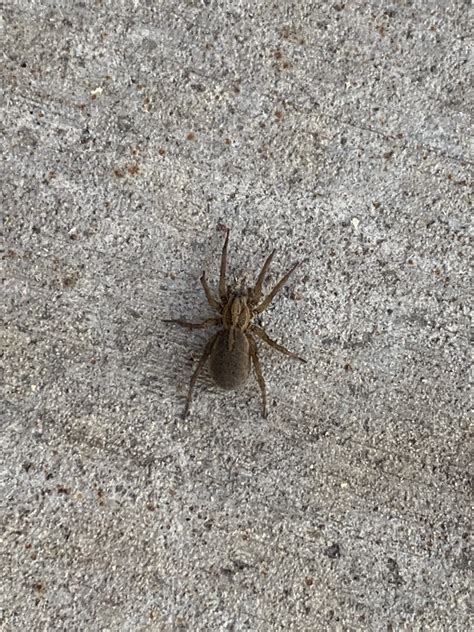 Unidentified Spider In Chicago Illinois United States