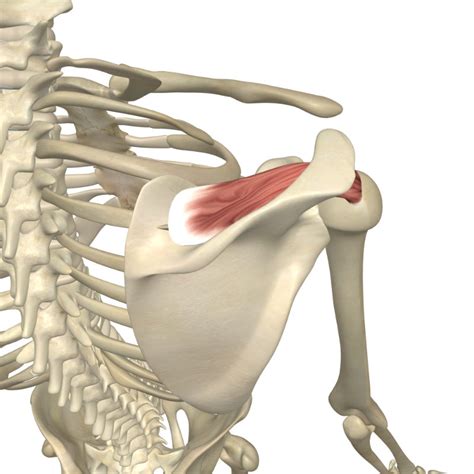 Supraspinatus Otot Terisolasi Bahu Anatomi Posterior Pandangan Pada Latar Belakang Putih Foto