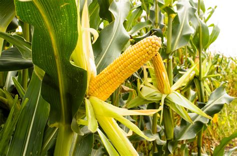 Investigating A Rapid Decline In North Florida Corn Fields Southeast