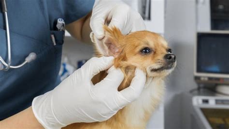 How To Treat Ear Mites In Dogs Bechewy