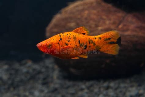 Freshwater Aquarium Fish Xiphophorus Red Swordtail Bright Orange