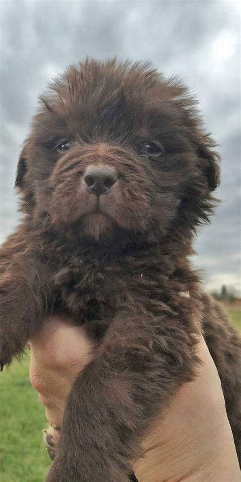 Newfoundland Puppies In Pa Newfie Puppies For Sale