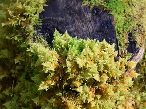 15 Taiga Plants That Thrive In The Boreal Forest