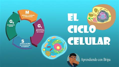 El Ciclo Celular Fases Y MÁs Info Youtube