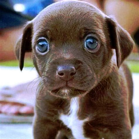 Big Blue Eye Brown Puppy Sharing Right Into Your Heart Aww