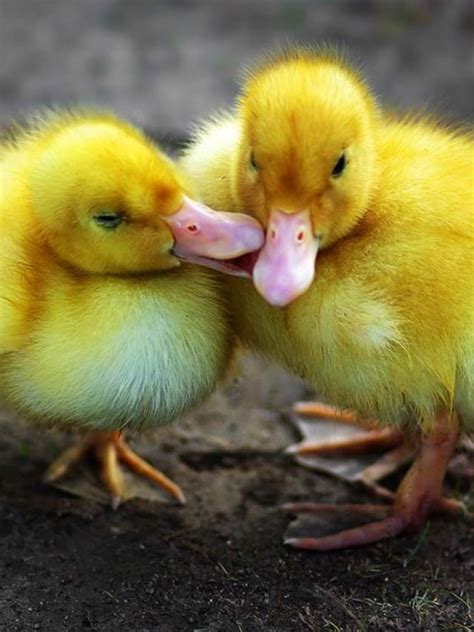 Baby Duckling Kissing Other Baby Duckling Baby Animals Pictures Funny