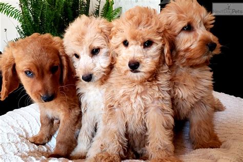 Mini Golden Goldendoodle Puppy For Sale Near Madison Wisconsin