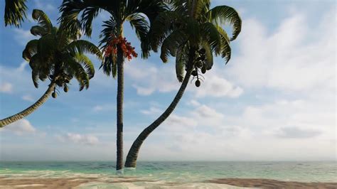 Palm Trees On Shallow Water Stock Motion Graphics Motion Array