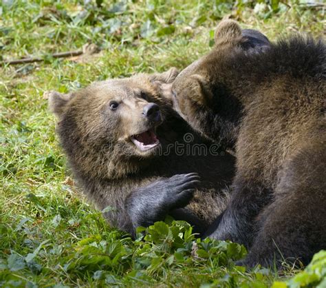 Two Brown Bear Cubs Play Fighting Stock Photo Image Of Evening