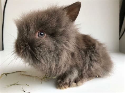Baby Lionhead Rabbits For Sale In Dunnington North Yorkshire Gumtree
