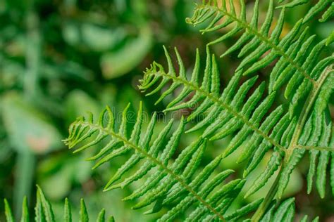 A Close Up Image Of A Fern Frond Unfurling Stock Image Image Of